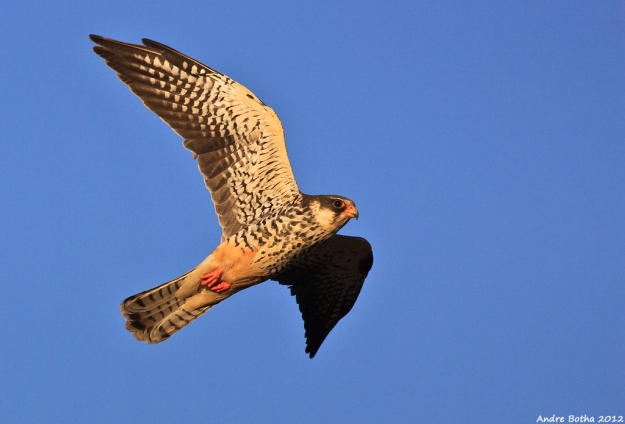 Amur Falcon_AdF_Shivhulani, Kruger National Park_12.1.2012.1